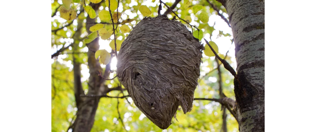#méthode anti guepe #désinfection des guepe #désinfecteur de guepe chambéry  #désinfection guêpe Aix Les Bains #désinsectiseur guêpes #désinsectiseur frelons chambéry #cognin #vimines #pontcharra #Chapareillan