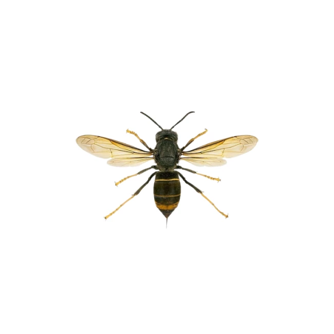 #exterminateur frelon Aix Les Bains #société professionnelle anti frelon #enteprise professionnelle anti frelons